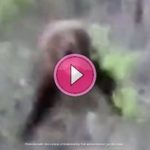 Un russe se fait dévoré vivant par un ours en foret et il est mort (-18ans)
