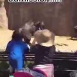 Violente bagarre de gorille pour une histoire de cul